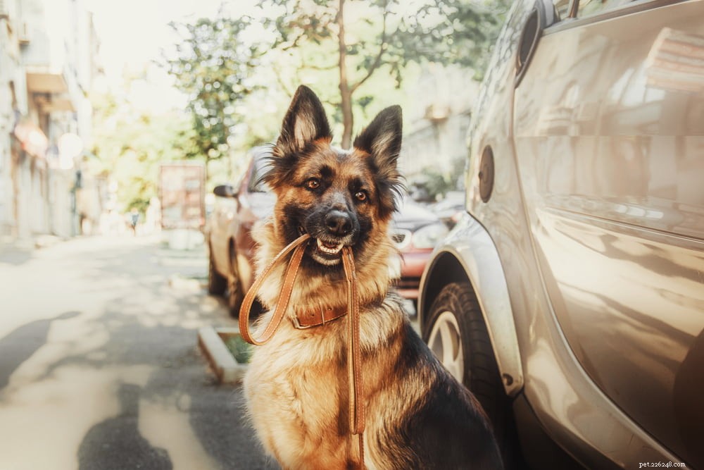 German Shepherd: Traits, Care, and Popularity