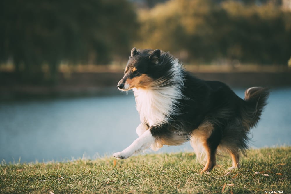Top 10 Large Fluffy Dog Breeds Perfect for Cuddles
