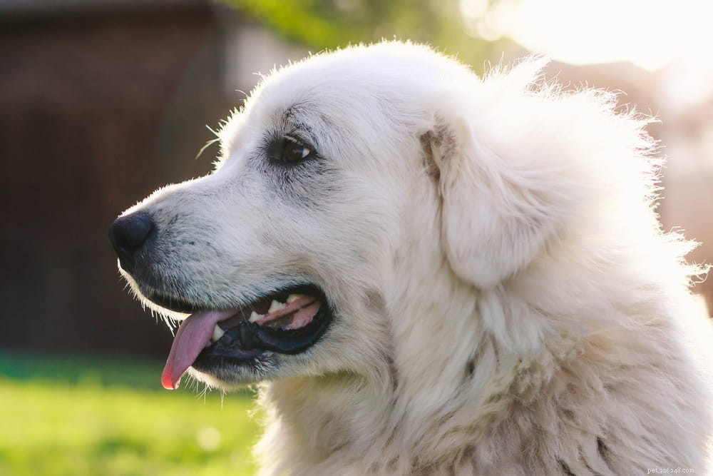 Top 10 Large Fluffy Dog Breeds Perfect for Cuddles