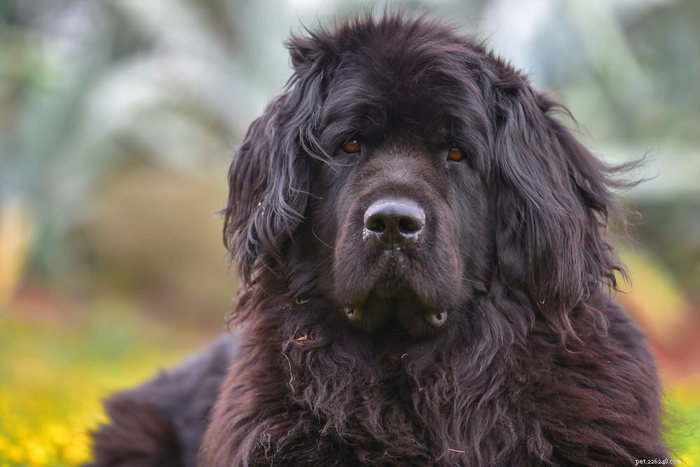 Top 10 Large Fluffy Dog Breeds Perfect for Cuddles