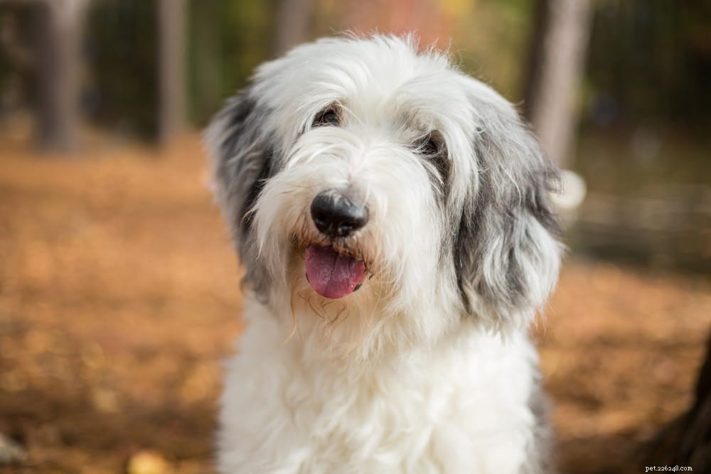 Top 10 Large Fluffy Dog Breeds Perfect for Cuddles