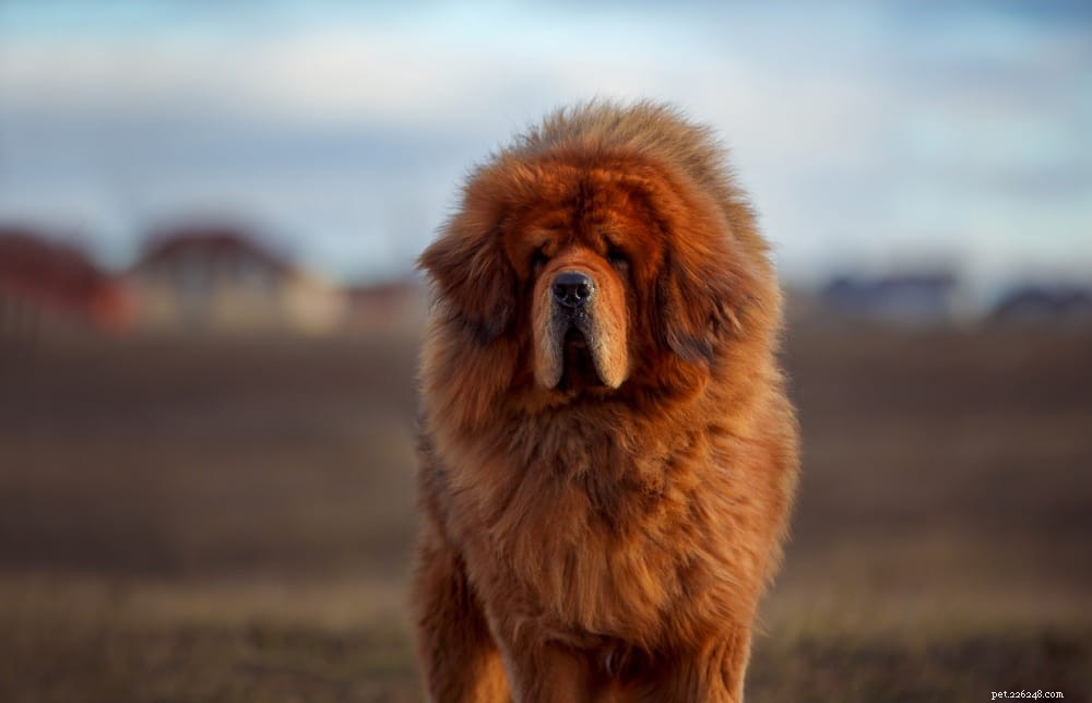 Top 10 Large Fluffy Dog Breeds Perfect for Cuddles