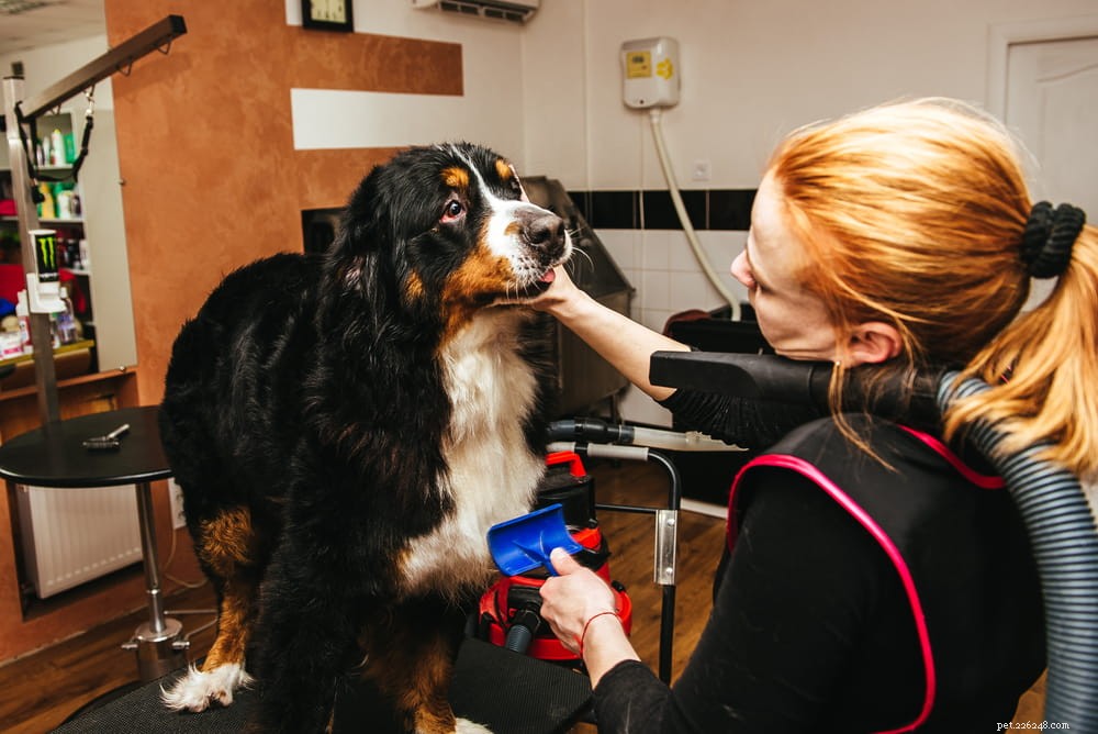 Top 10 Large Fluffy Dog Breeds Perfect for Cuddles
