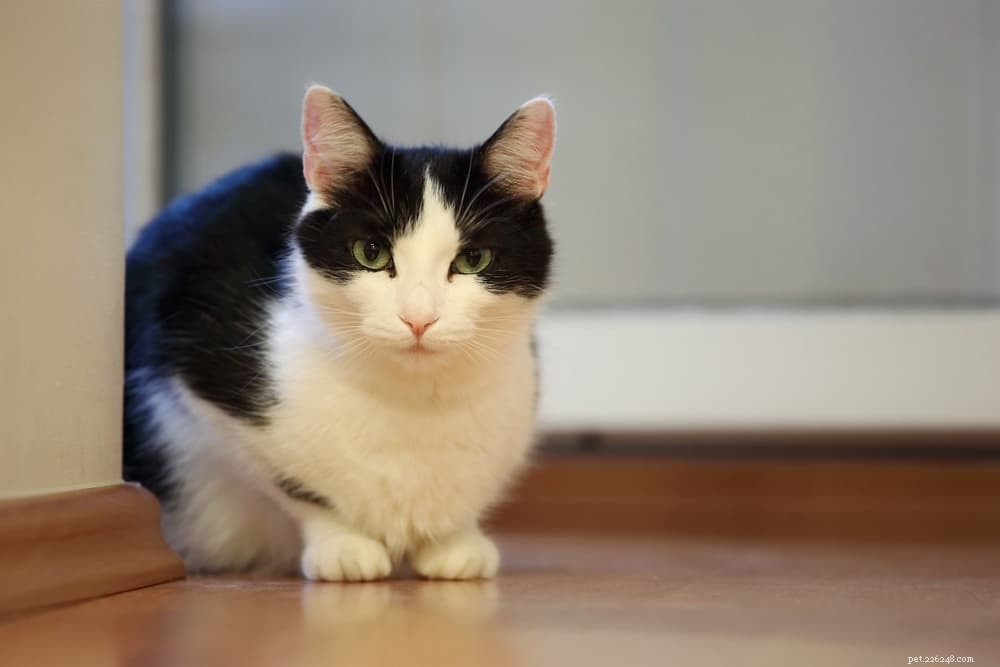 Explore 7 Classic Black and White Cat Breeds