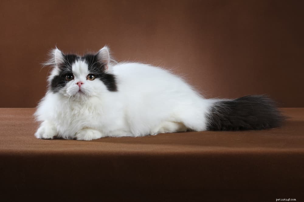 Explore 7 Classic Black and White Cat Breeds