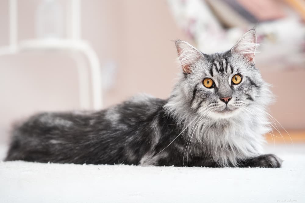 Explore 7 Classic Black and White Cat Breeds