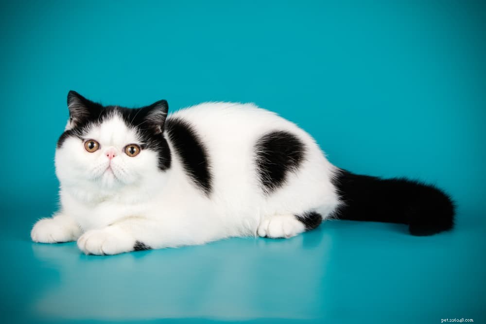Explore 7 Classic Black and White Cat Breeds
