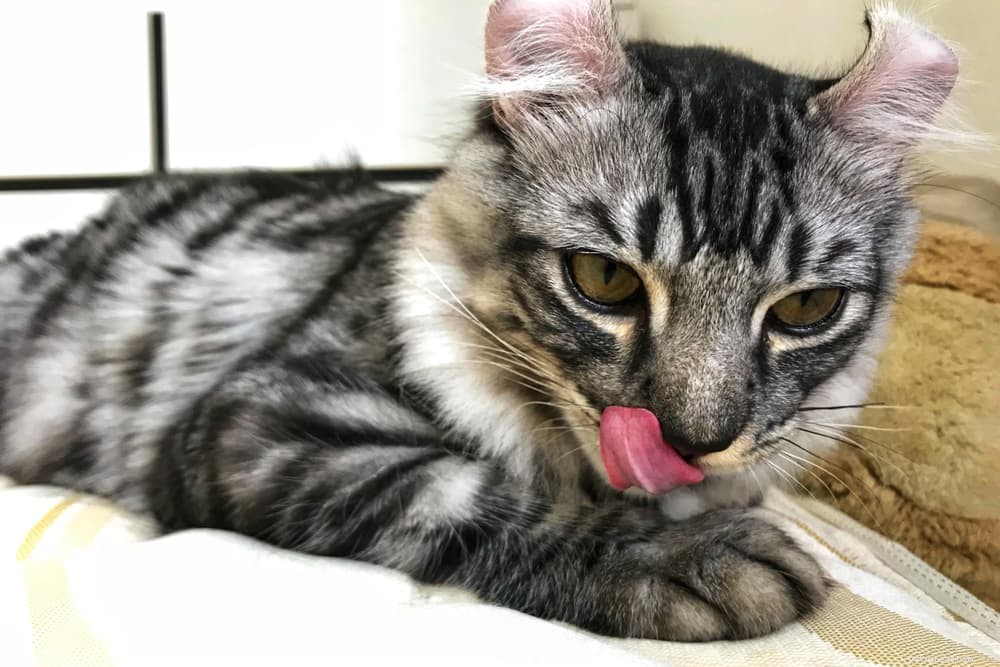 Explore 7 Classic Black and White Cat Breeds