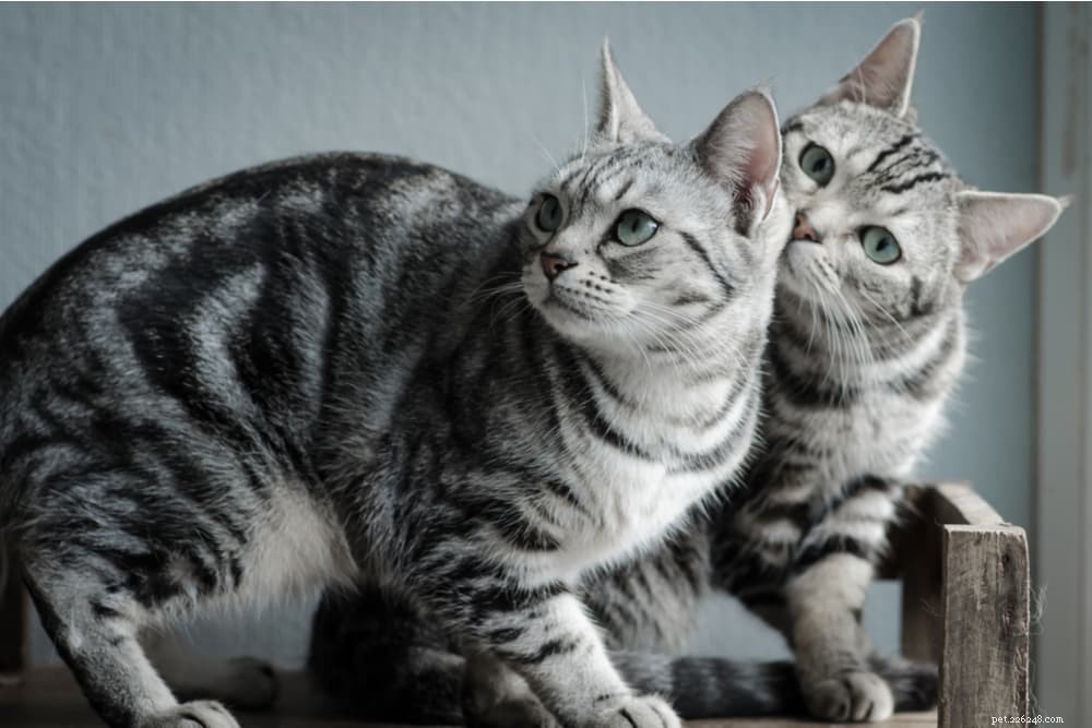 Explore 7 Classic Black and White Cat Breeds