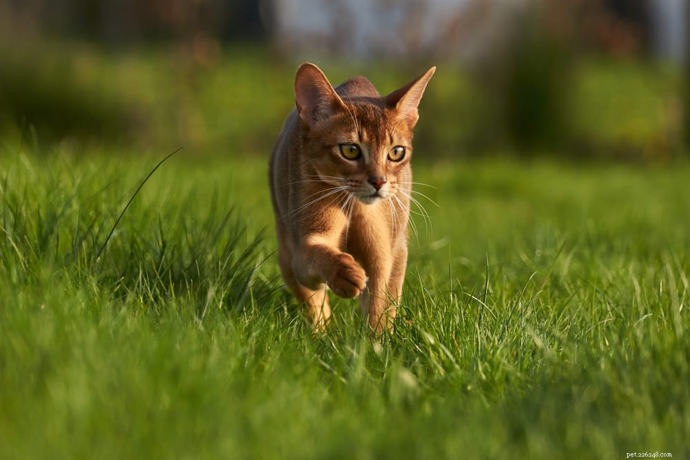 Discover the Stunning Abyssinian Cat: A Loyal, Athletic Companion