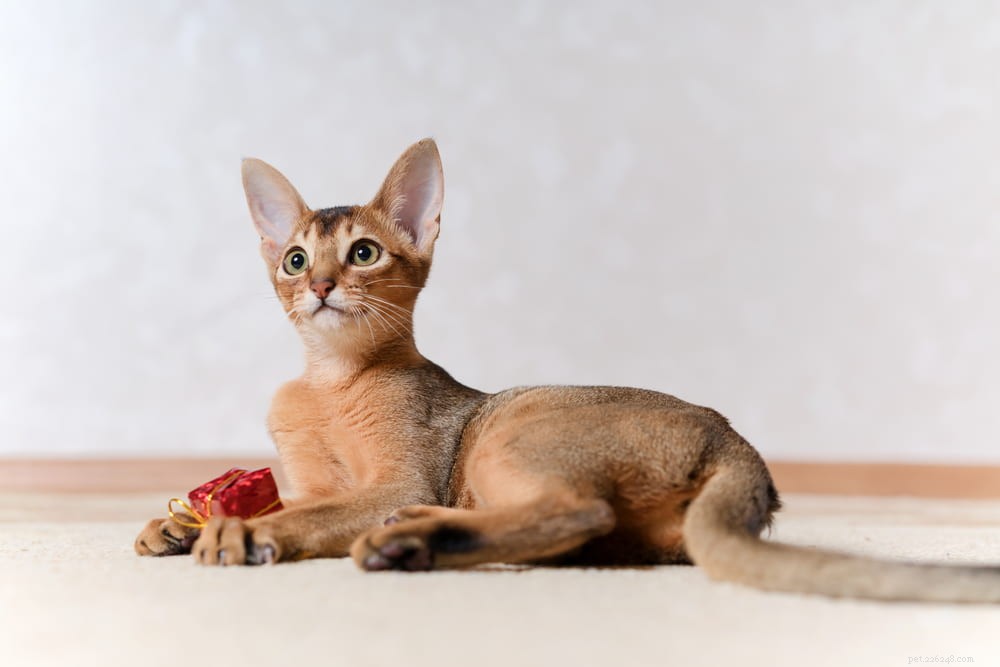 Discover the Stunning Abyssinian Cat: A Loyal, Athletic Companion