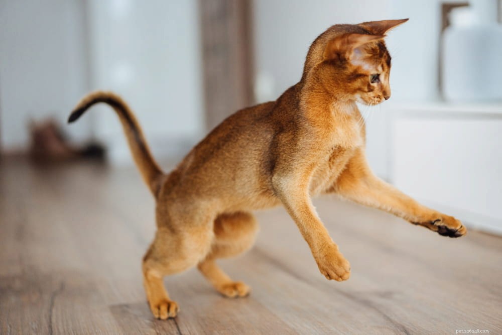 Discover the Stunning Abyssinian Cat: A Loyal, Athletic Companion