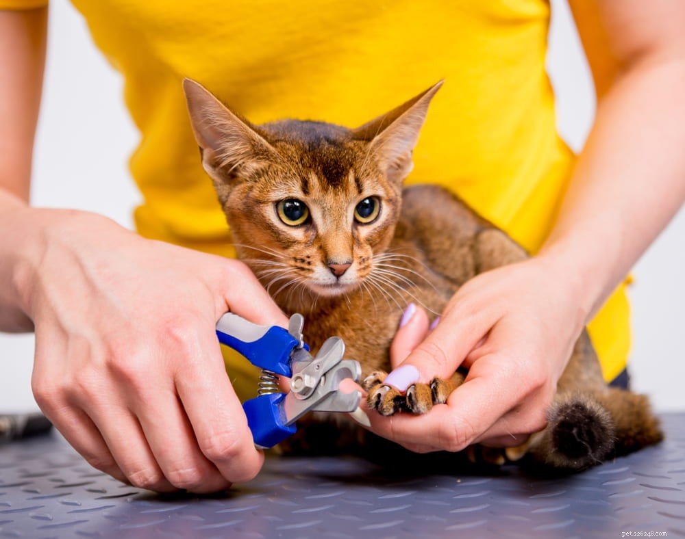 Discover the Stunning Abyssinian Cat: A Loyal, Athletic Companion