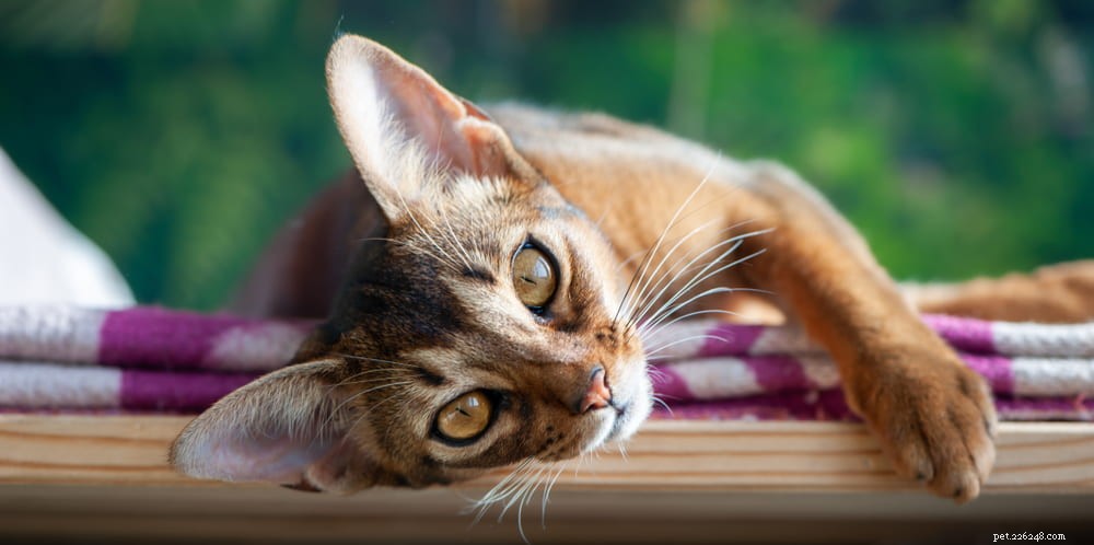 Discover the Stunning Abyssinian Cat: A Loyal, Athletic Companion