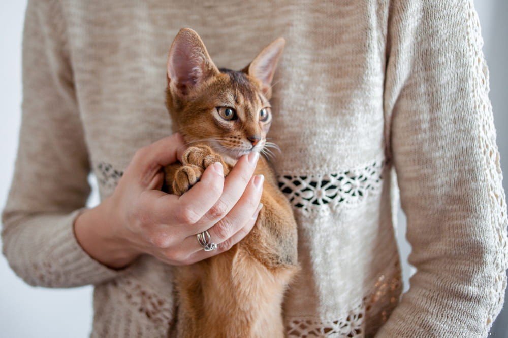 Discover the Stunning Abyssinian Cat: A Loyal, Athletic Companion