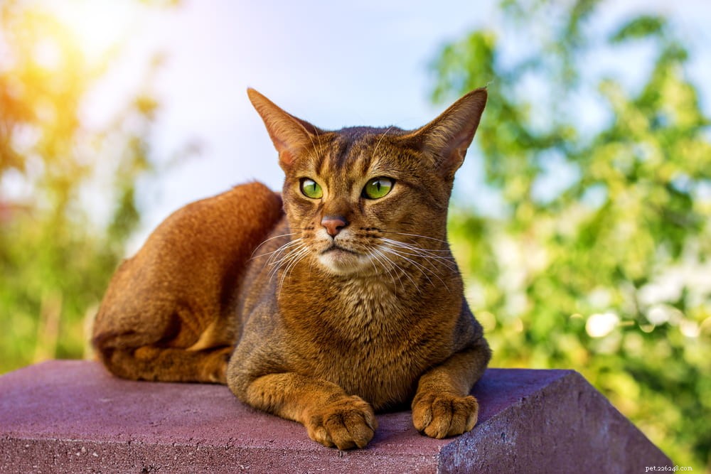 Discover the Stunning Abyssinian Cat: A Loyal, Athletic Companion