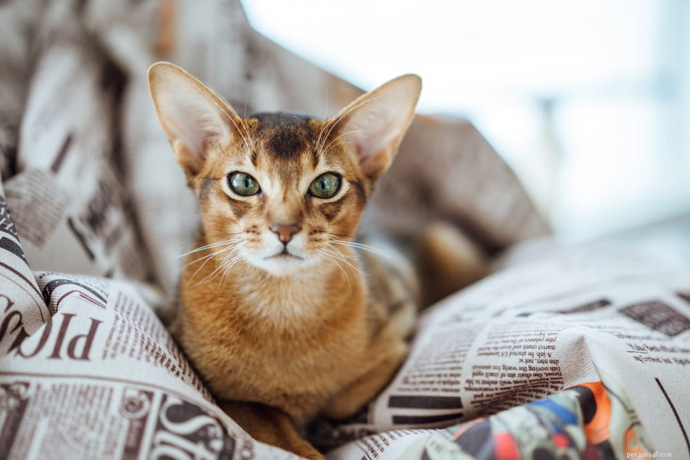 Discover the Stunning Abyssinian Cat: A Loyal, Athletic Companion