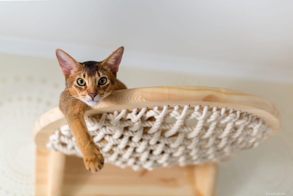 Discover the Stunning Abyssinian Cat: A Loyal, Athletic Companion