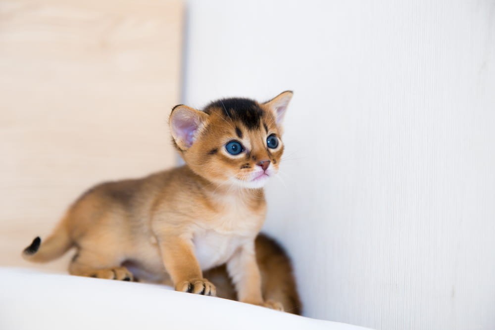 Discover the Stunning Abyssinian Cat: A Loyal, Athletic Companion