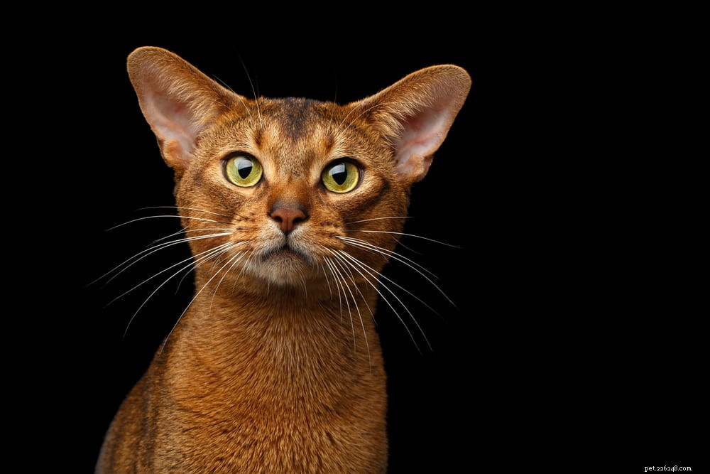 Discover the Stunning Abyssinian Cat: A Loyal, Athletic Companion