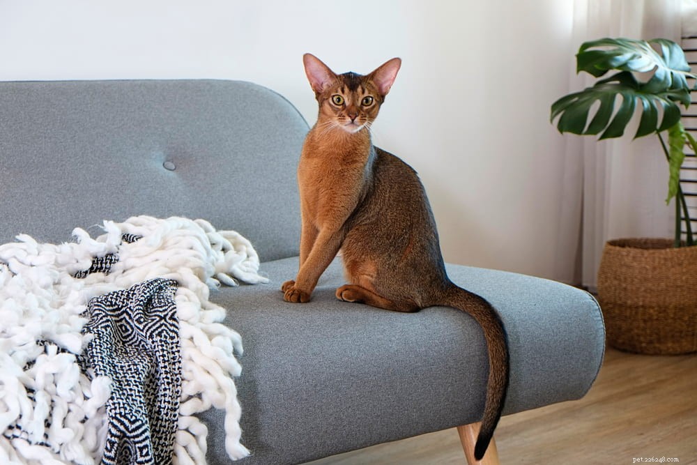 Discover the Stunning Abyssinian Cat: A Loyal, Athletic Companion