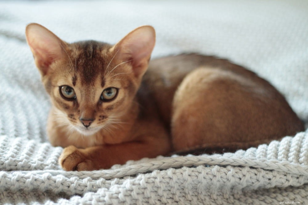 Discover the Stunning Abyssinian Cat: A Loyal, Athletic Companion