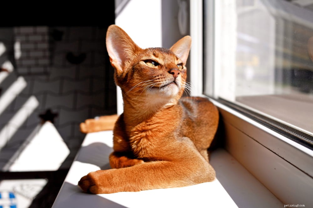 Discover the Stunning Abyssinian Cat: A Loyal, Athletic Companion