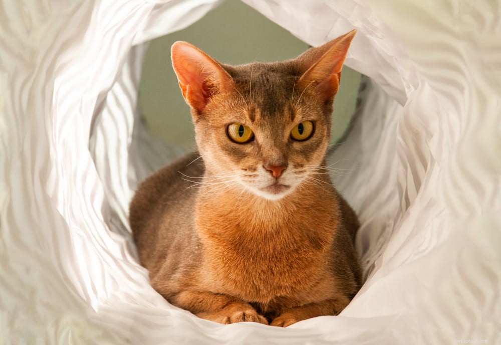 Discover the Stunning Abyssinian Cat: A Loyal, Athletic Companion