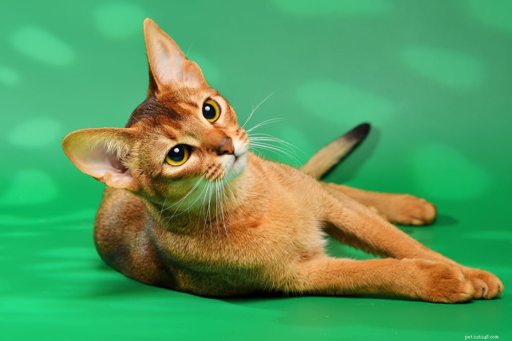 Discover the Stunning Abyssinian Cat: A Loyal, Athletic Companion