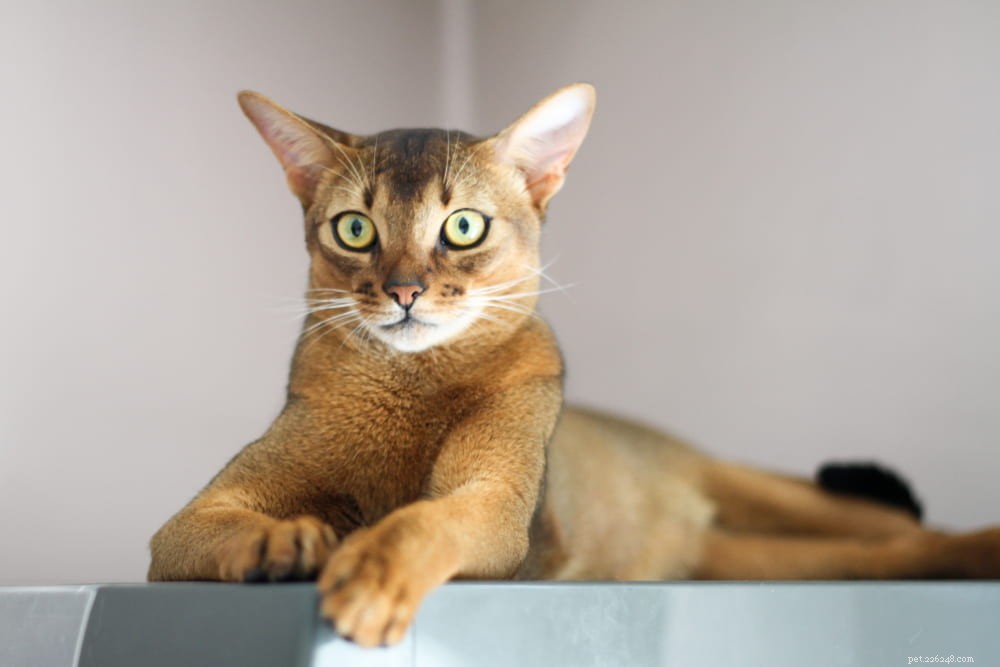 Discover the Stunning Abyssinian Cat: A Loyal, Athletic Companion
