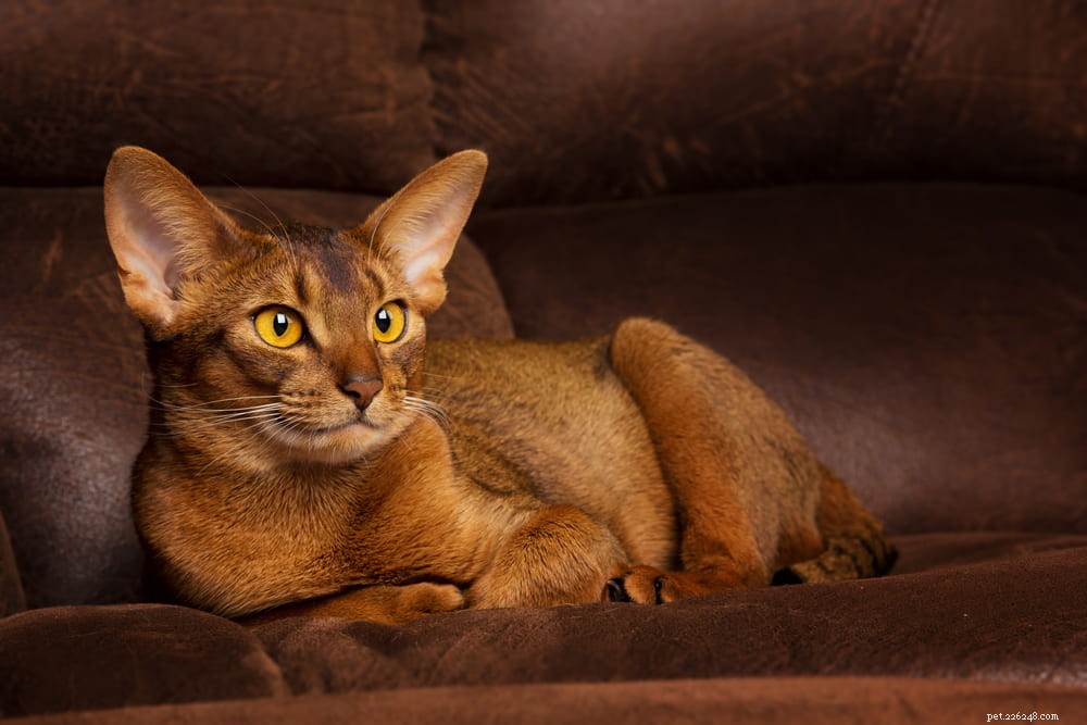 Discover the Stunning Abyssinian Cat: A Loyal, Athletic Companion