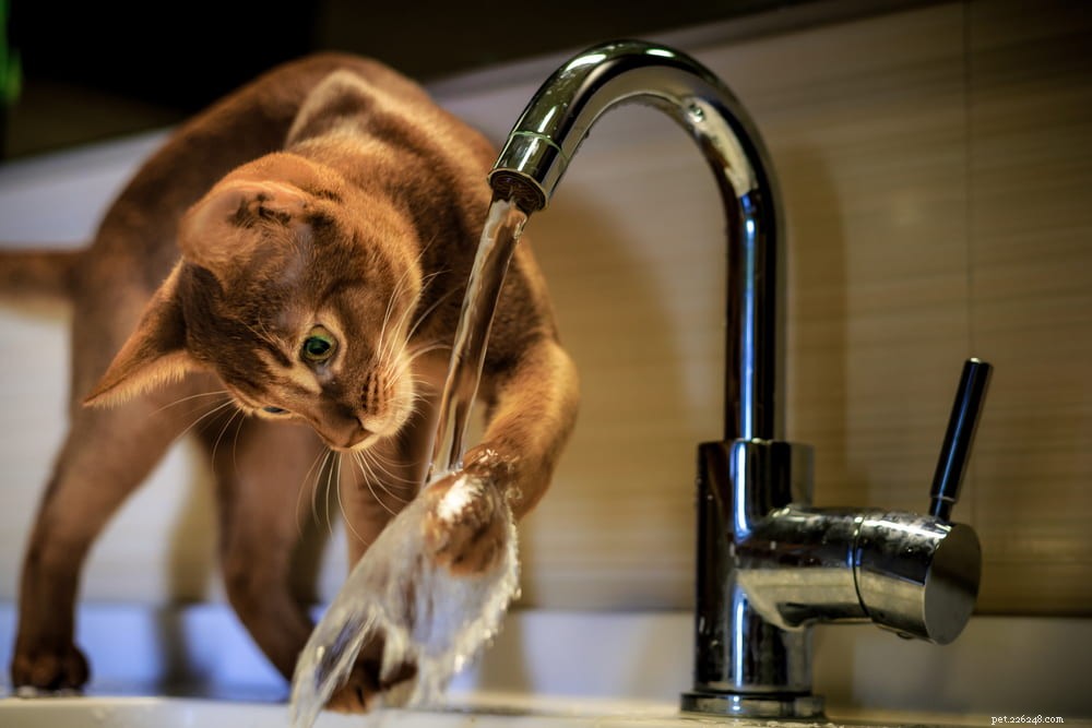 Discover the Stunning Abyssinian Cat: A Loyal, Athletic Companion