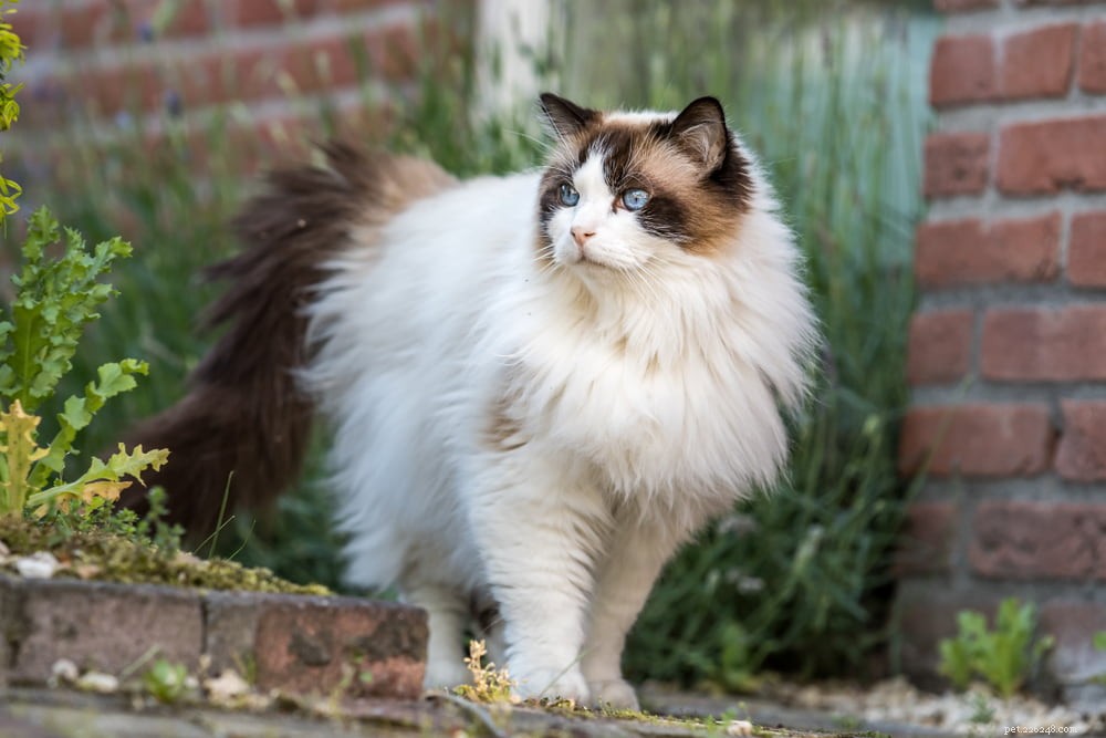 Ragdoll Cat: The Gentle, Affectionate Companion You’ve Been Searching For