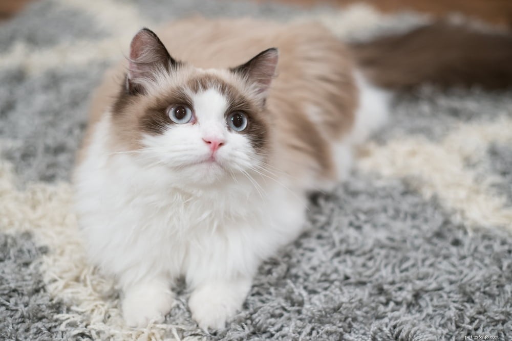 Ragdoll Cat: The Gentle, Affectionate Companion You’ve Been Searching For