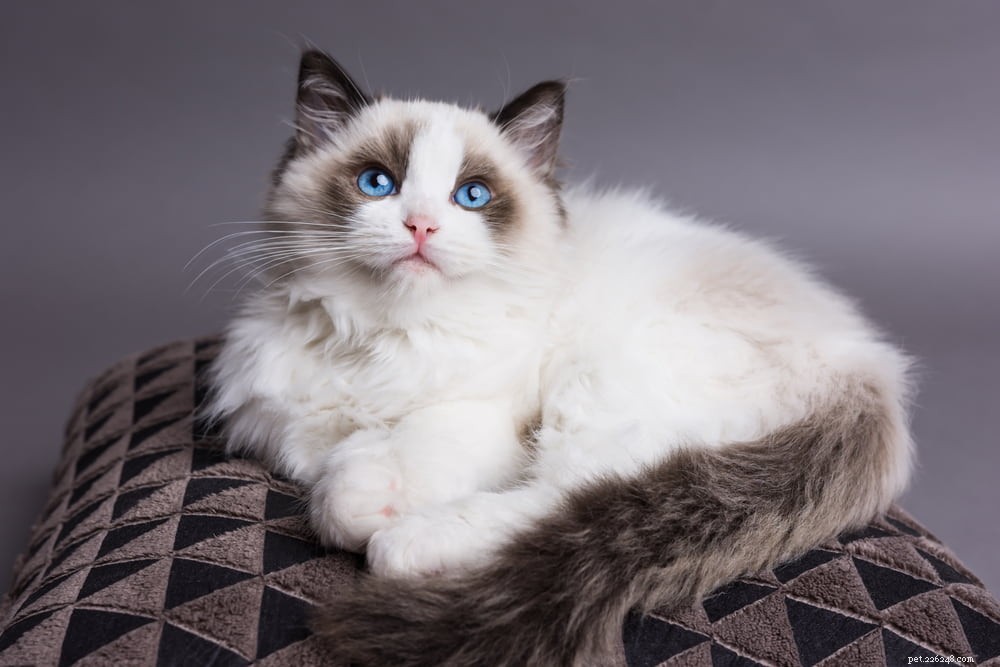 Ragdoll Cat: The Gentle, Affectionate Companion You’ve Been Searching For