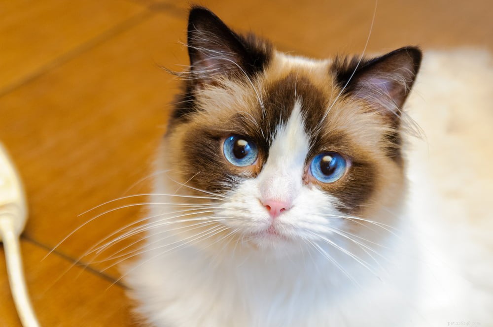 Ragdoll Cat: The Gentle, Affectionate Companion You’ve Been Searching For