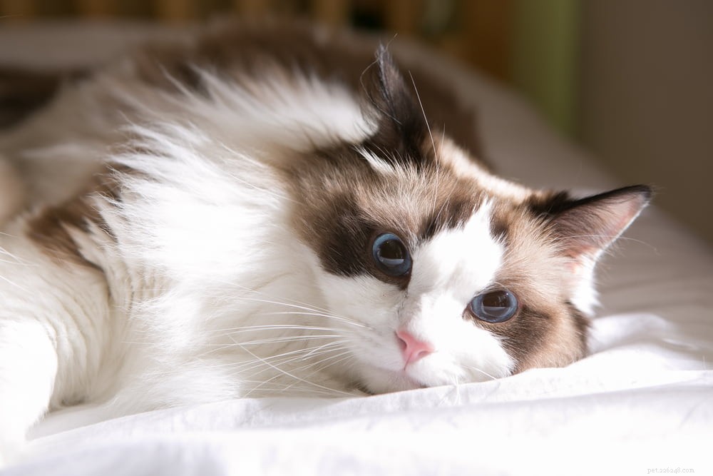 Ragdoll Cat: The Gentle, Affectionate Companion You’ve Been Searching For