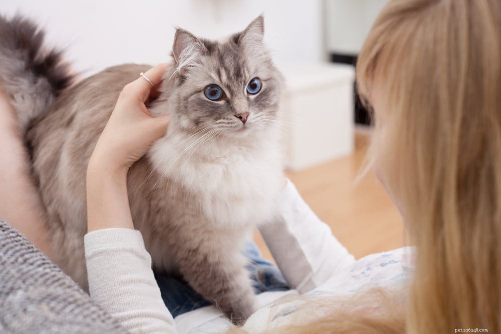 Ragdoll Cat: The Gentle, Affectionate Companion You’ve Been Searching For