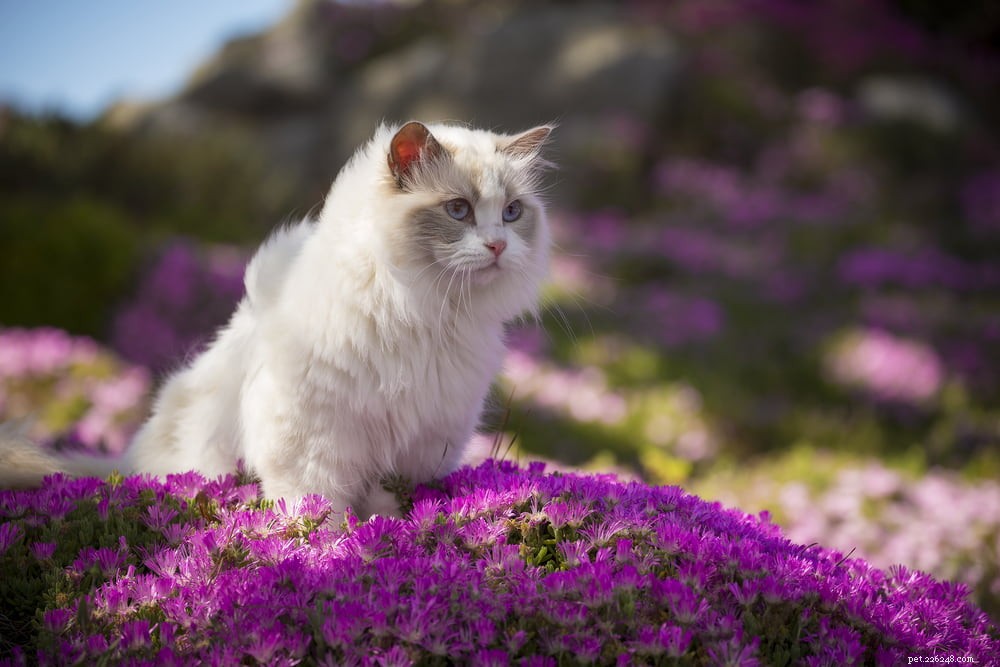 Ragdoll Cat: The Gentle, Affectionate Companion You’ve Been Searching For