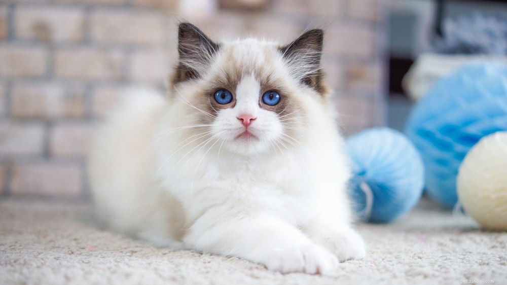 Ragdoll Cat: The Gentle, Affectionate Companion You’ve Been Searching For
