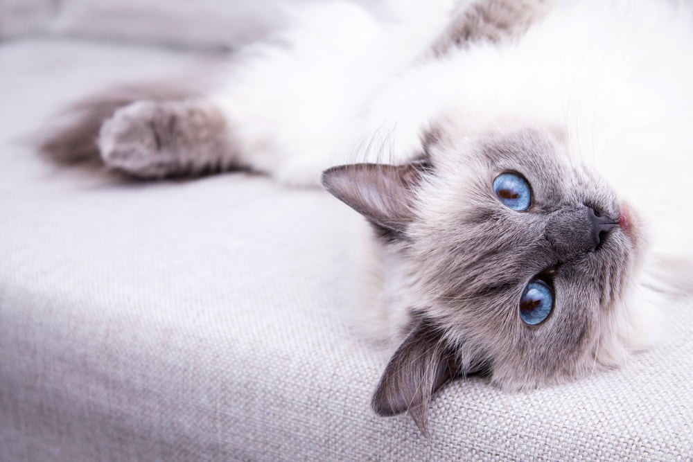 Ragdoll Cat: The Gentle, Affectionate Companion You’ve Been Searching For