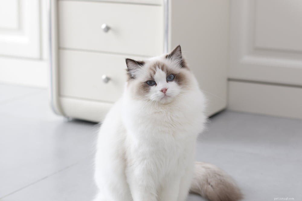Ragdoll Cat: The Gentle, Affectionate Companion You’ve Been Searching For