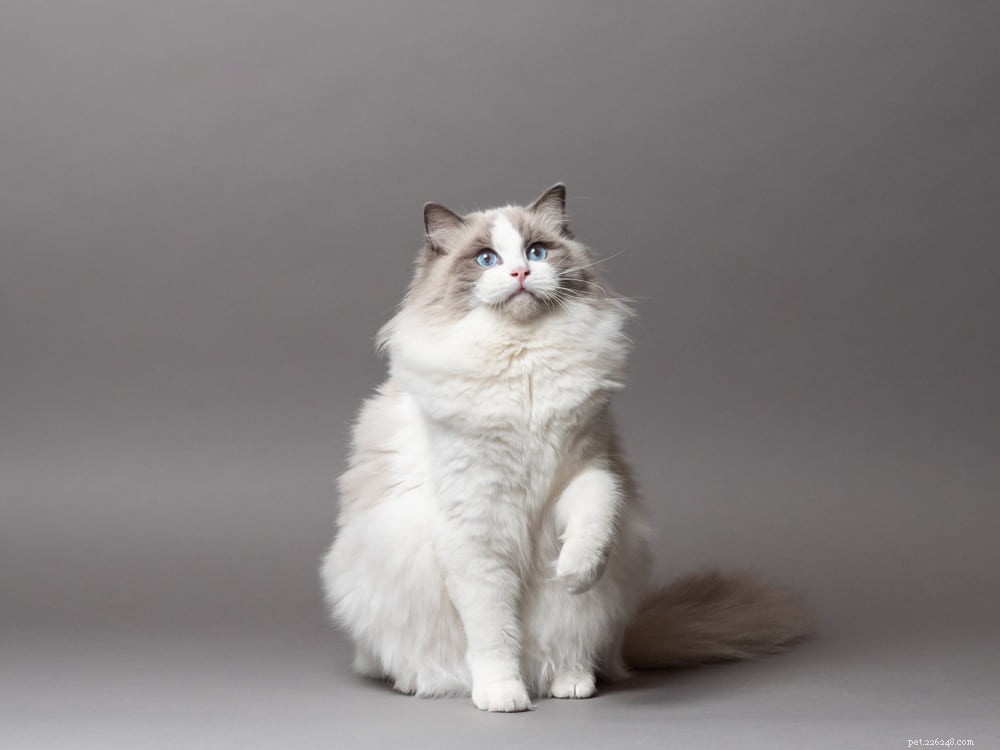 Ragdoll Cat: The Gentle, Affectionate Companion You’ve Been Searching For