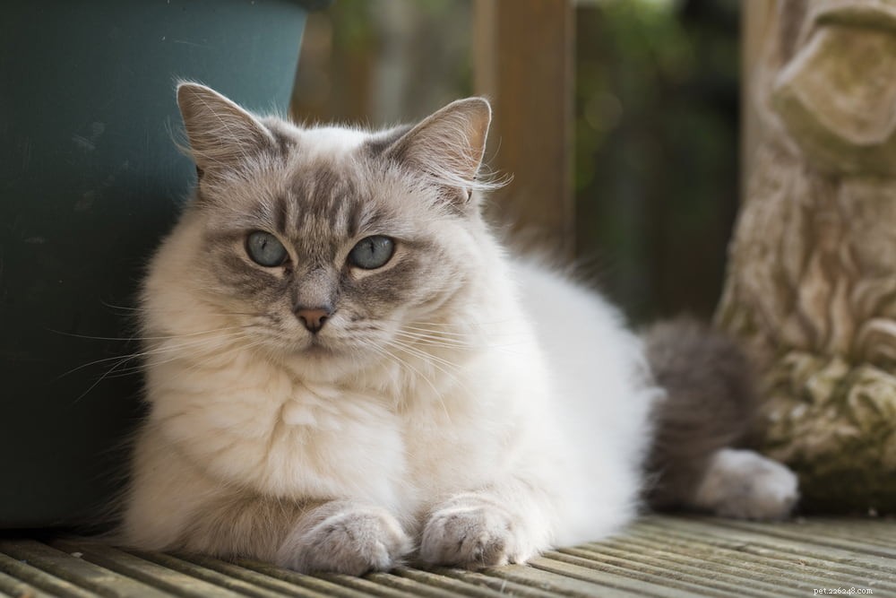 Ragdoll Cat: The Gentle, Affectionate Companion You’ve Been Searching For