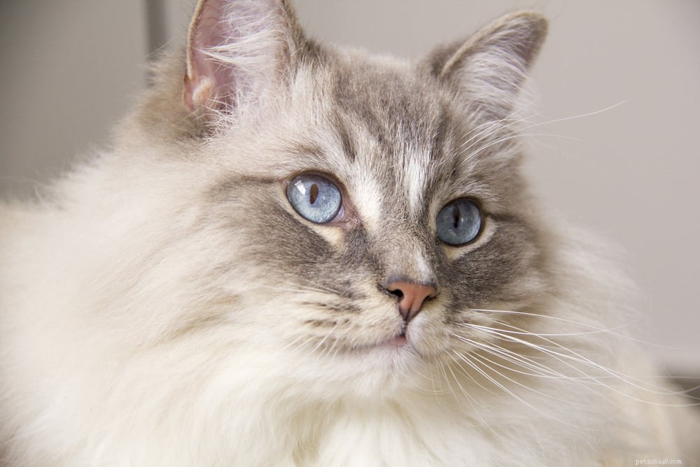 Ragdoll Cat: The Gentle, Affectionate Companion You’ve Been Searching For