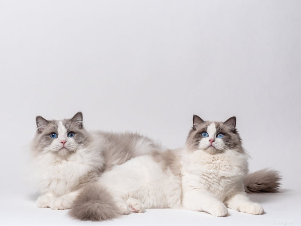 Ragdoll Cat: The Gentle, Affectionate Companion You’ve Been Searching For