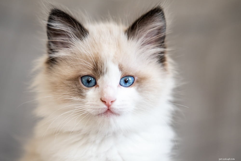 Ragdoll Cat: The Gentle, Affectionate Companion You’ve Been Searching For