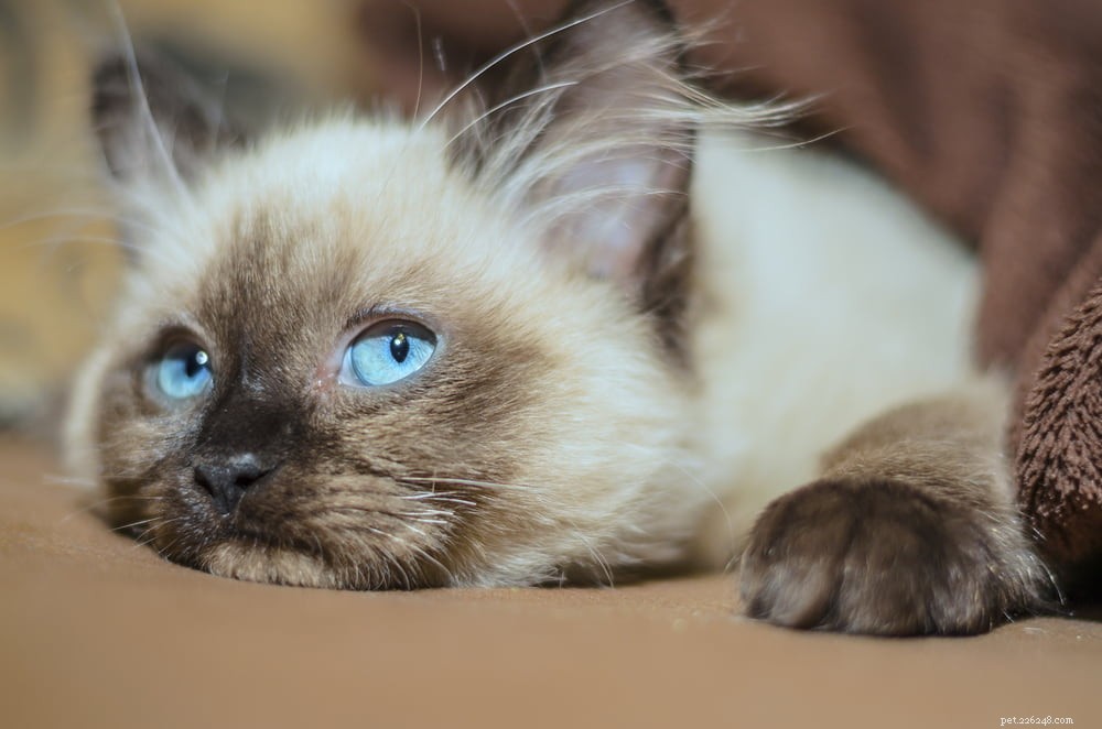 Ragdoll Cat: The Gentle, Affectionate Companion You’ve Been Searching For
