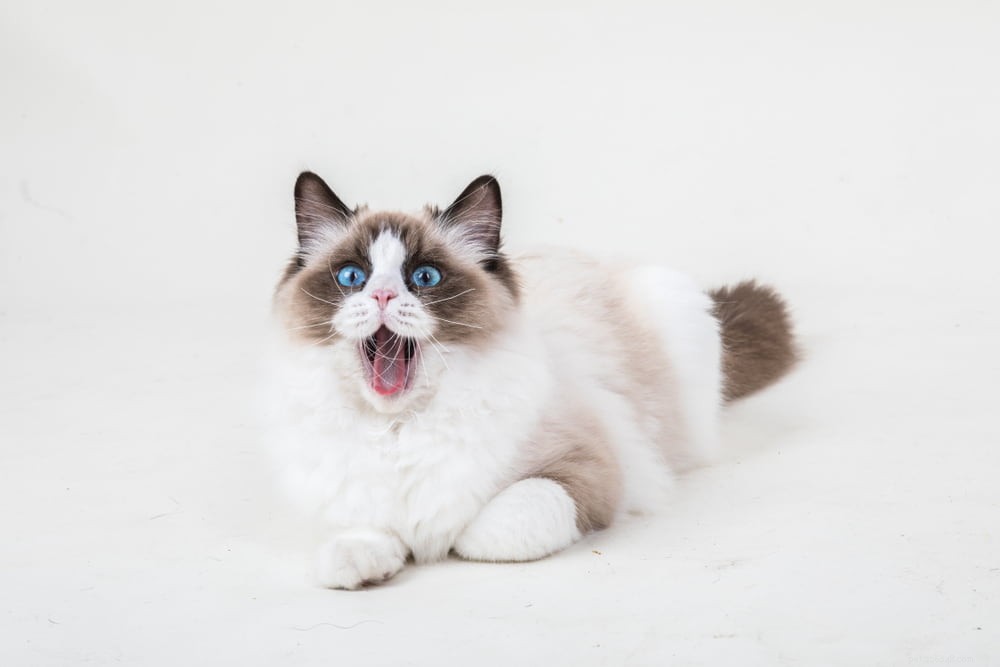 Ragdoll Cat: The Gentle, Affectionate Companion You’ve Been Searching For