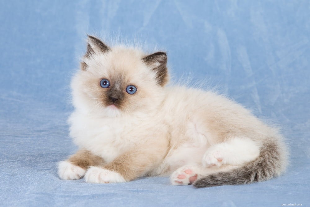 Ragdoll Cat: The Gentle, Affectionate Companion You’ve Been Searching For